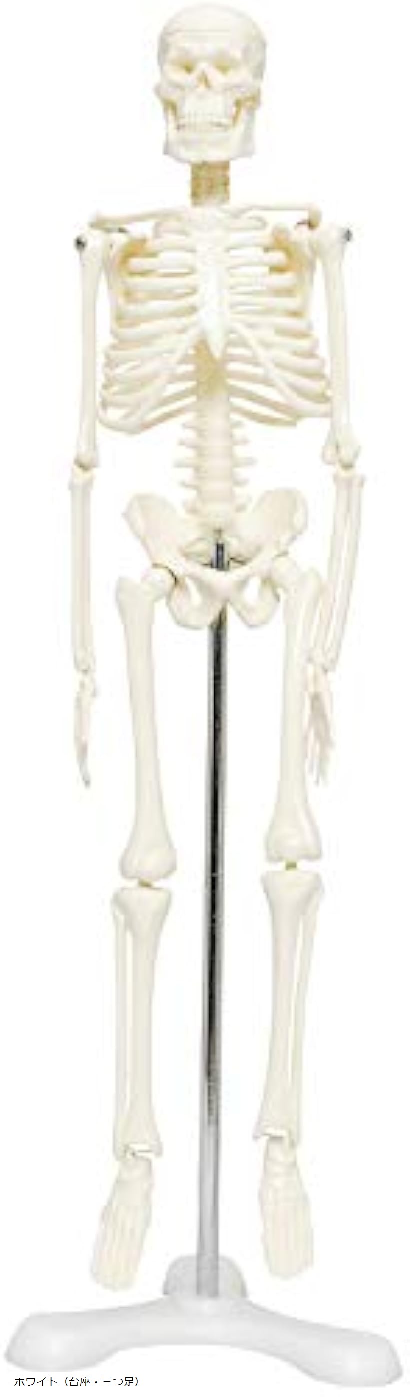楽天市場】人体骨格模型 骨格標本 稼動 直立 スタンド 教材 45cm 1/4
