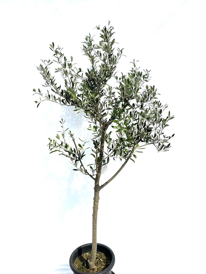 ルッカ Lサイズ 約180cm NO.10282 オリーブの木 - 株式会社鶴亀園