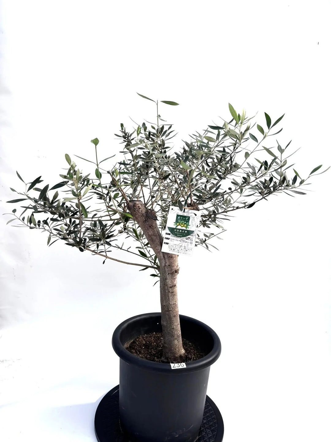 NEWコロネイキ（オリーブの木）｜Lサイズ｜K-236｜約90cm｜オイル用