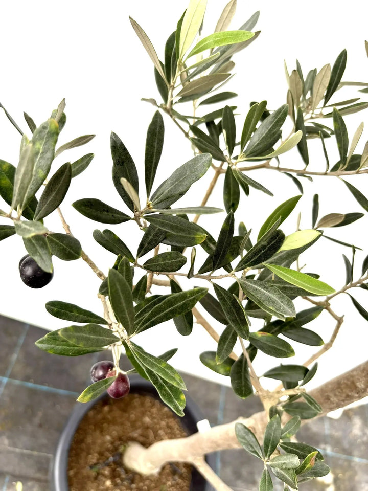 ホワイト Lサイズ 約160cm K-48 オリーブの木 - 株式会社鶴亀園