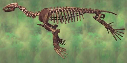 アロデスムス全身骨格 - 珠洲市ホームページ