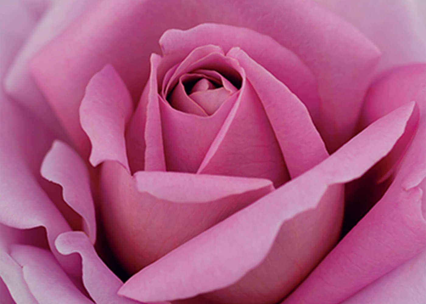 ローズシナクティフ - すべてのスキンケア - スキンケア | クレ・ド