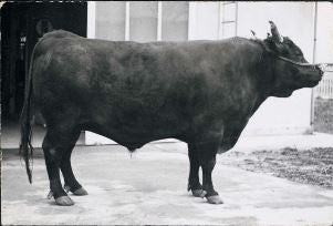 鳥取和牛オレイン55特選もも焼き肉 400g（冷凍）: 全農とっとり JA