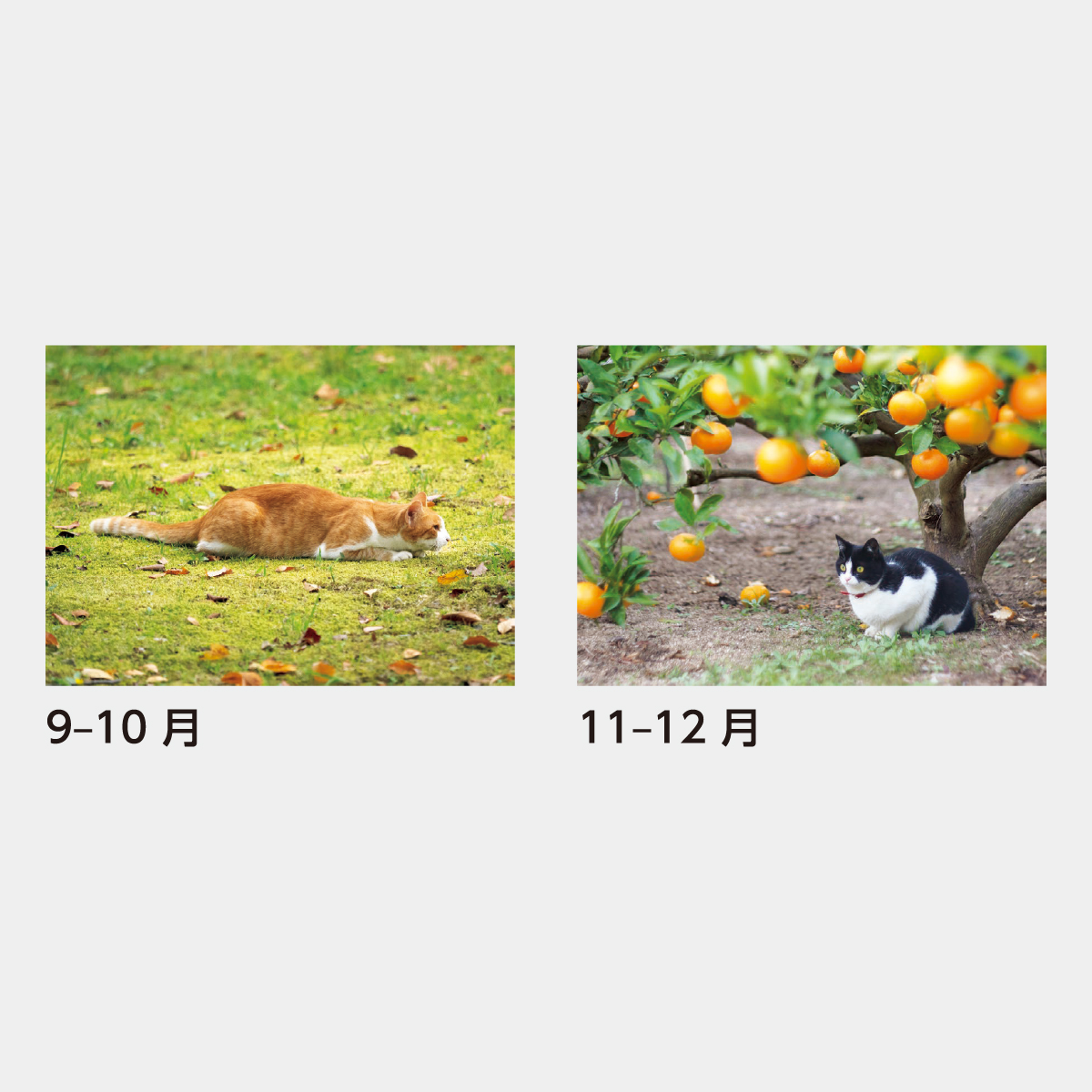 SB-120 猫さんぽ〔2ヶ月玉〕2026年版の名入れカレンダーを格安で販売