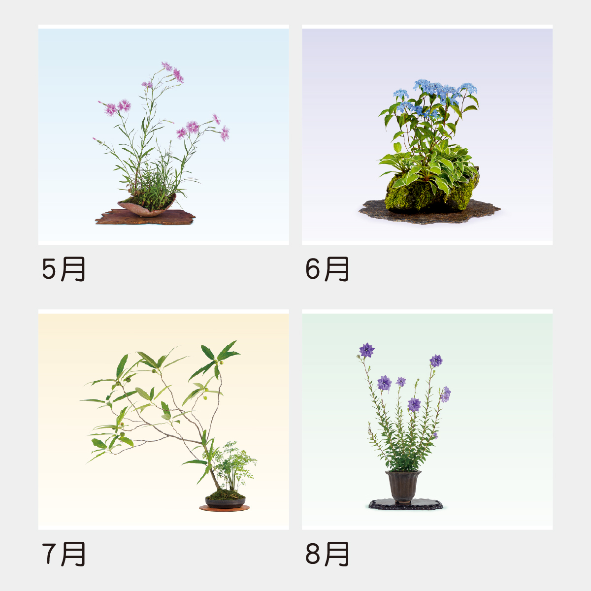 TD-819 野草盆栽2026年版の名入れカレンダーを格安で販売 - 名入れ
