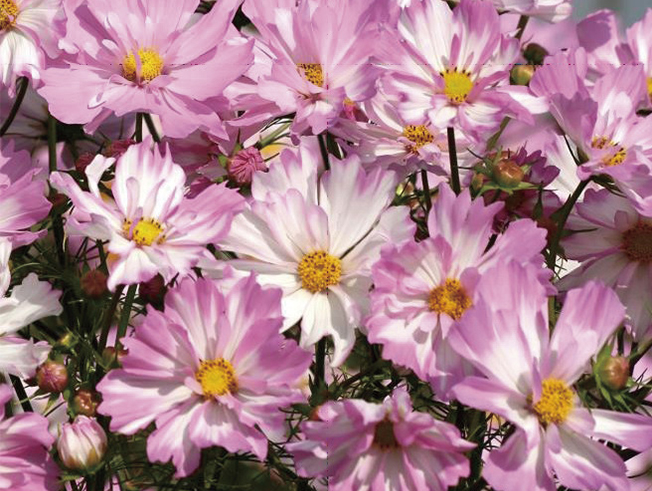 コレッタピンクホワイト | コスモス | ムラカミシード