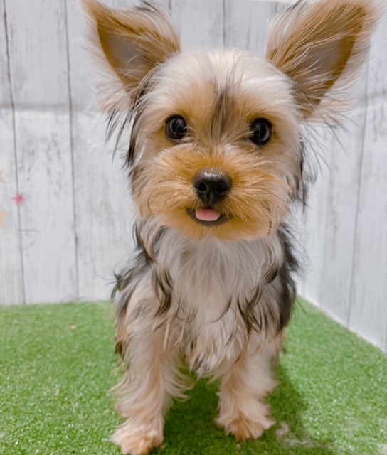 ヨークシャー・テリア｜ペット検索｜ペット大好き！