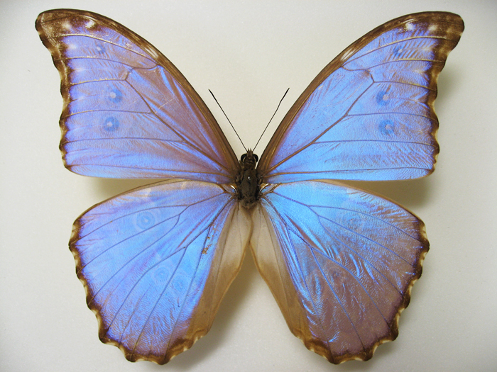 ゴダルティモルフォ Morpho godarti ～ 蝶の標本 麗蝶 ～