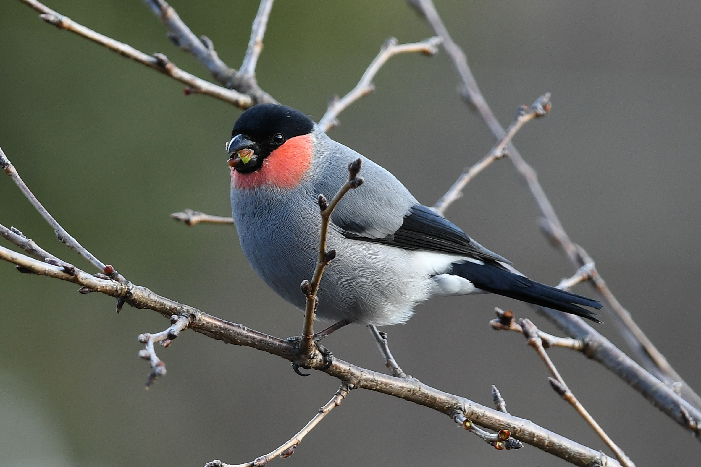 ウソ（亜種） - 日本の野鳥識別図鑑