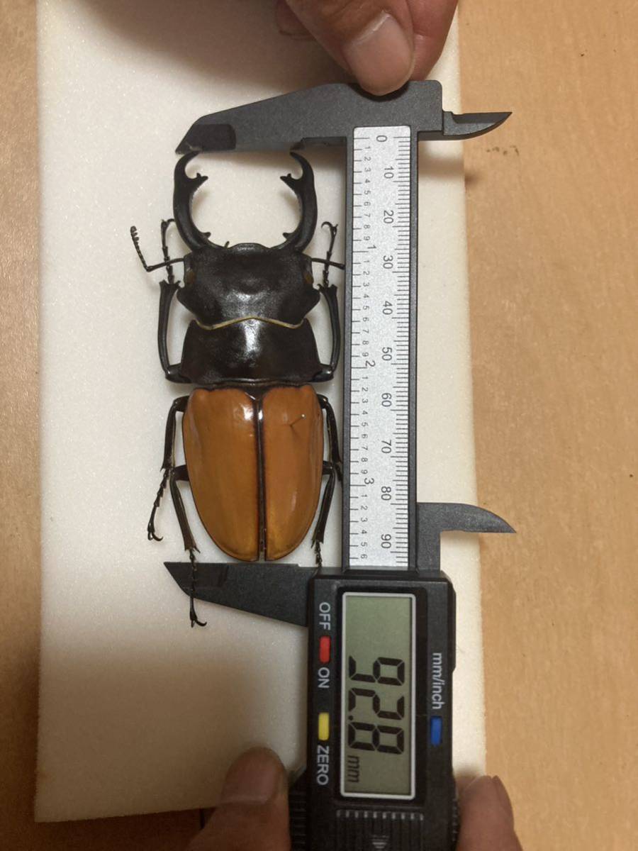 Yahoo!オークション - カステルナウディツヤクワガタ 長歯型 標本