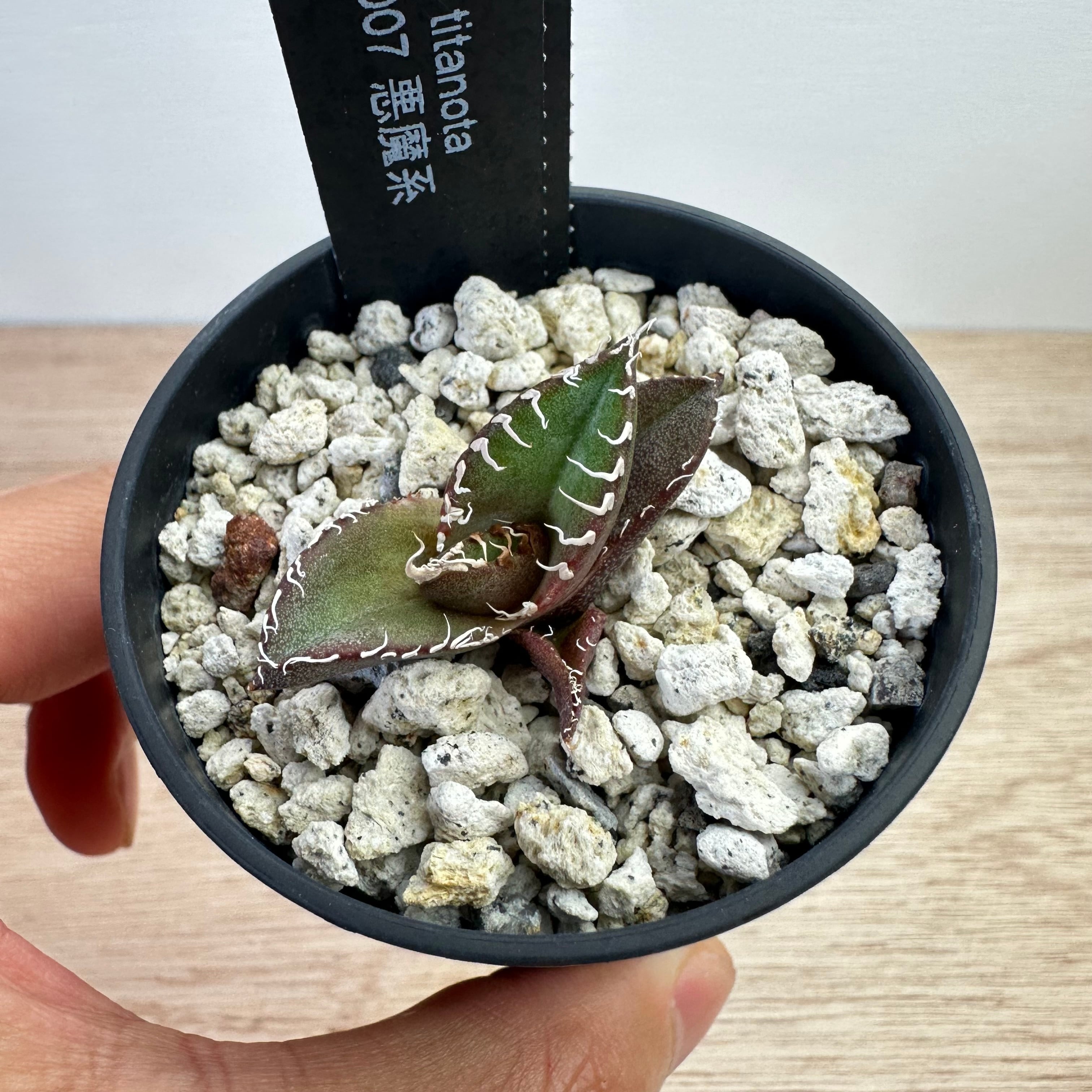 Agave titanota(アガベ チタノタ ) #CS-007 悪魔系 子株 | THE CORE