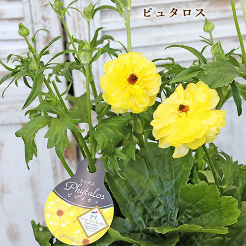 再入荷 現品販売 花鉢 ラナンキュラス ラックスシリーズ 5・6号鉢 豪華