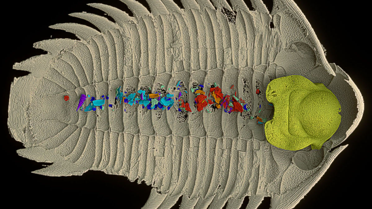 5億年以上前に生息していた三葉虫が何を食べていたのかがついに判明