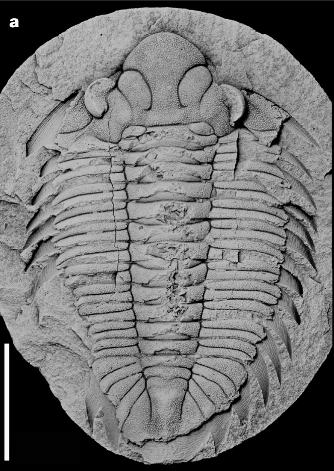 5億年以上前に生息していた三葉虫が何を食べていたのかがついに判明