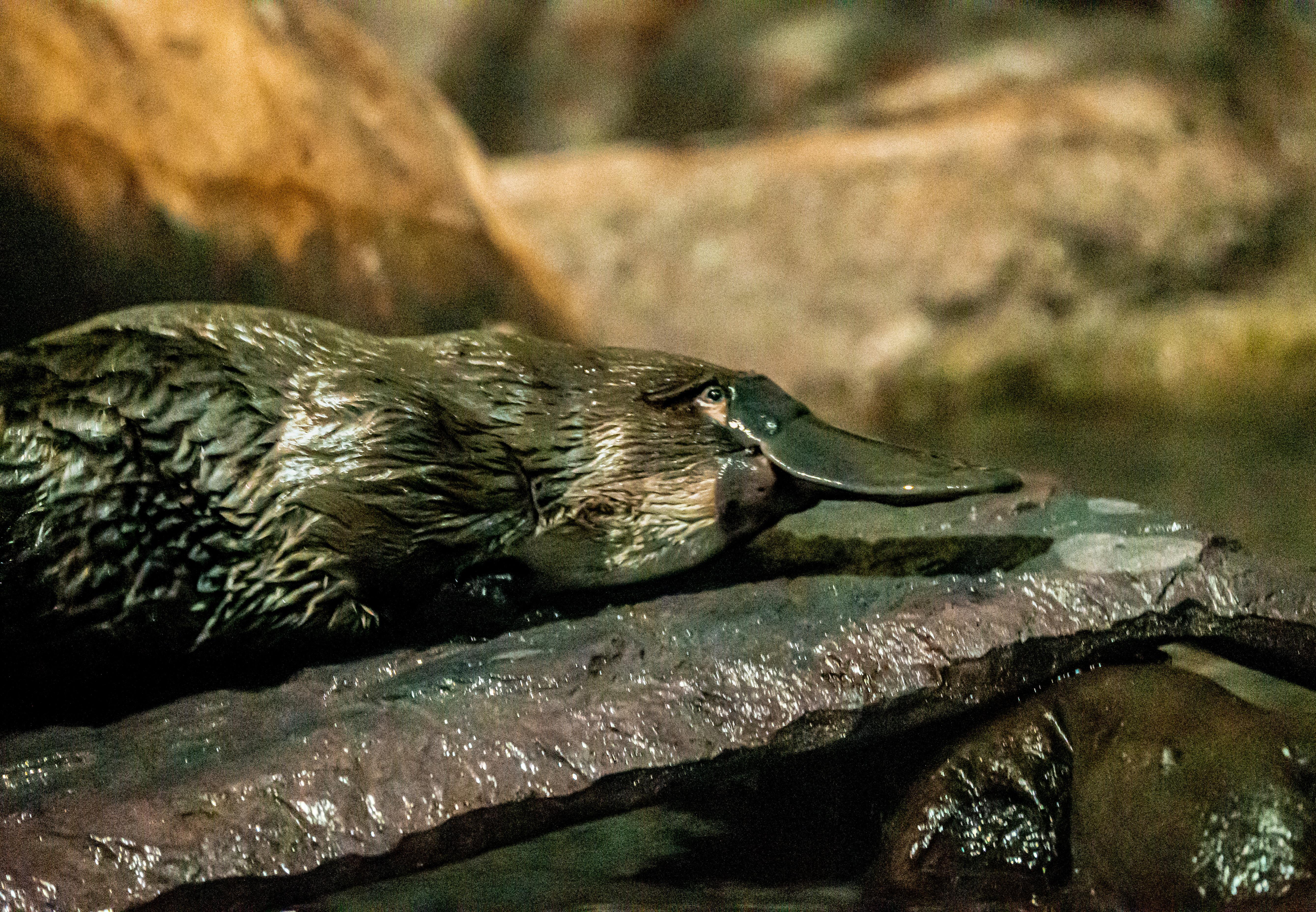 カモノハシの写真、2020年頃。オーストラリア散歩、サンディエゴ動物園