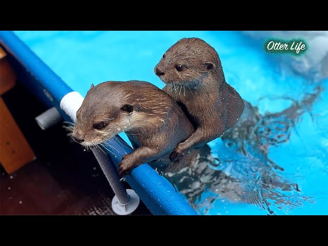 Funny Otters Jumping Around in a New Pool! [Otter Life Day 971