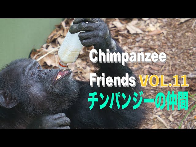 チンパンジーの仲間9 Chimpanzee friends9 #Chimpanzee #東山動物園