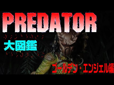 豆魚雷プレデター図鑑】ゴールデン・エンジェル エルダー・プレデター