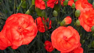 sel ® イヴァナダークオレンジ | カーネーション Cuttings | スプレー