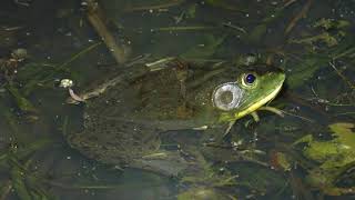 ウシガエル│福岡 上西郷川 水辺の生き物マルチメディア図鑑