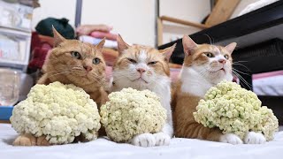 カリフラワー のせ猫 251012 - YouTube