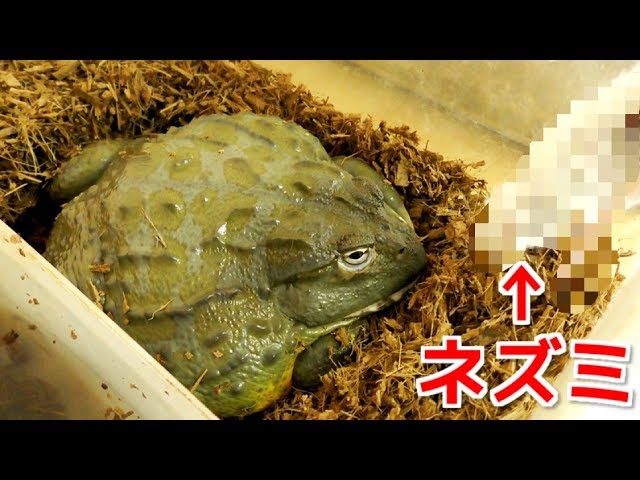 What happens when you feed a giant frog a mouse! - YouTube