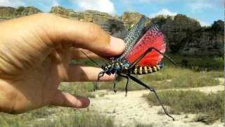 蟲神器】キマダラドクバッタ(LR)の詳細【昆虫カード図鑑】