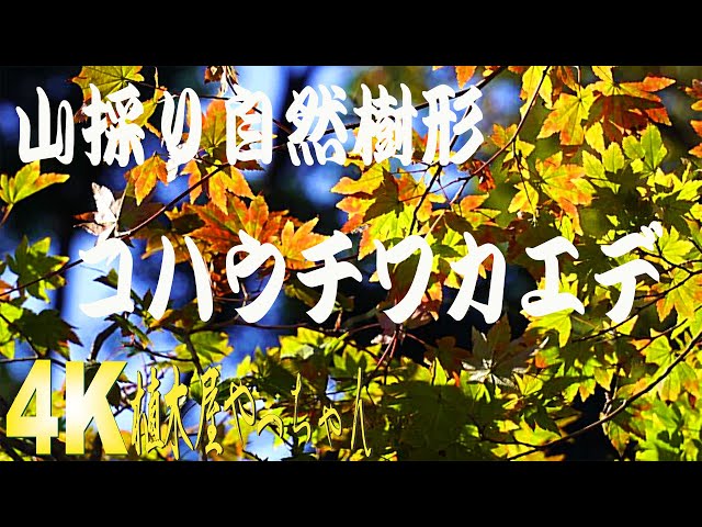 山採り自然樹形コハウチワカエデ紅葉の始まり 2023 - YouTube