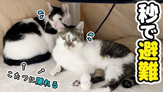 I was so happy just a moment ago My beloved cat, who was in a