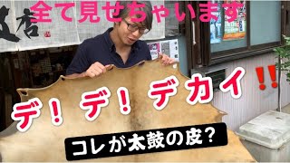 こ！こ！これが！太鼓の皮なのか〜！？♬【三浦太鼓店チャンネル♬vo