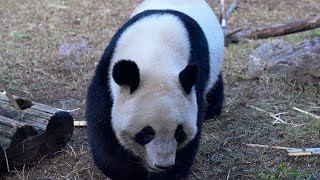 2024.10.30 今日のパンダ（3677日目）[8K] - YouTube