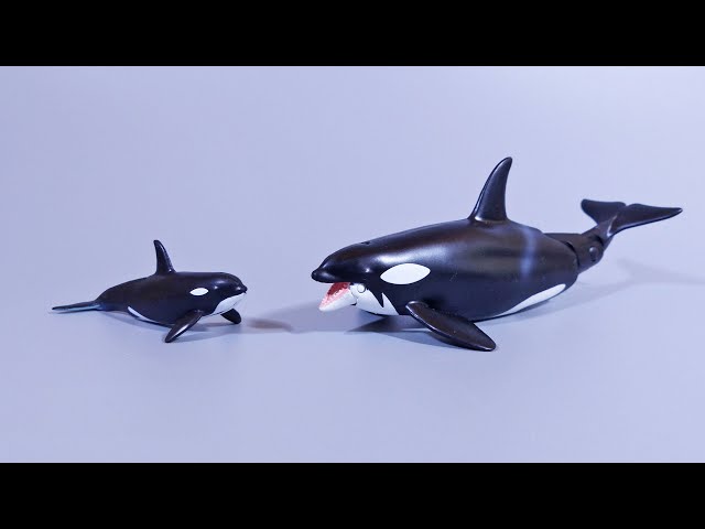 Ania] Introducing the floating version of Ania's killer whale