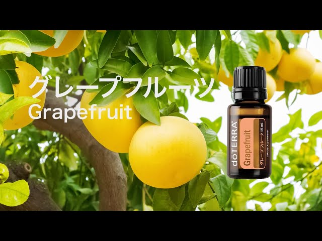 グレープフルーツ - YouTube