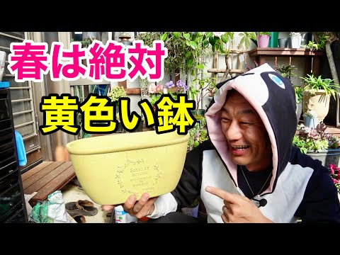 I planted them in a yellow planter and they looked so cute