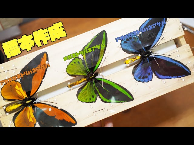 蝶の標本 トリバネチョウの世界(珍珍) 蝶の標本 トリバネチョウの世界