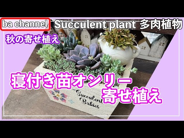 360{多肉植物} 根付き多肉オンリーで寄せ植え🥁そのまま使えるプラグ苗