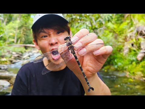 Catch the world's largest dragonfly!/Petalura ingentissima - YouTube