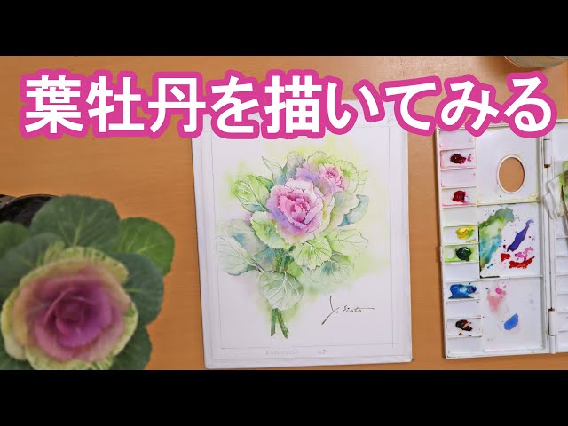透明水彩画】葉牡丹を描いてみる - YouTube