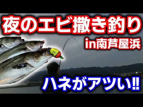 Minami Ashiya Beach] The shrimp-scattering season has arrived