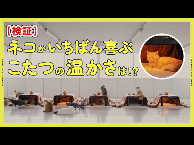 Verification] We investigated the warmth of the kotatsu that cats