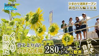 Sunflower maze opens in Tendo City with 50,000 large yellow