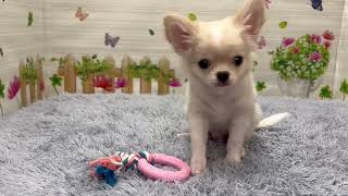 Coo&RIKU No.743687 チワワ（ロングコート） - YouTube