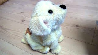 Our Super Dog Lucky Standing Up - YouTube