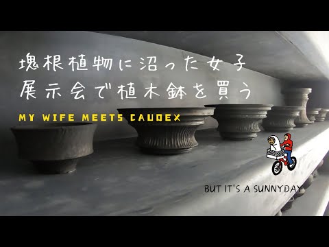 塊根植物に沼った女子が展示会で植木鉢を買う 小野瀬一さん陶器鉢展示