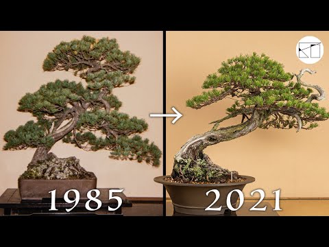 天神(テンジン)が魅力の五葉松盆栽の針金かけ - YouTube