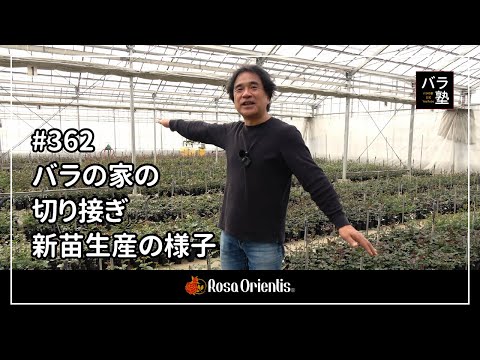362 Grafting and growing new seedlings at the Rose House - YouTube