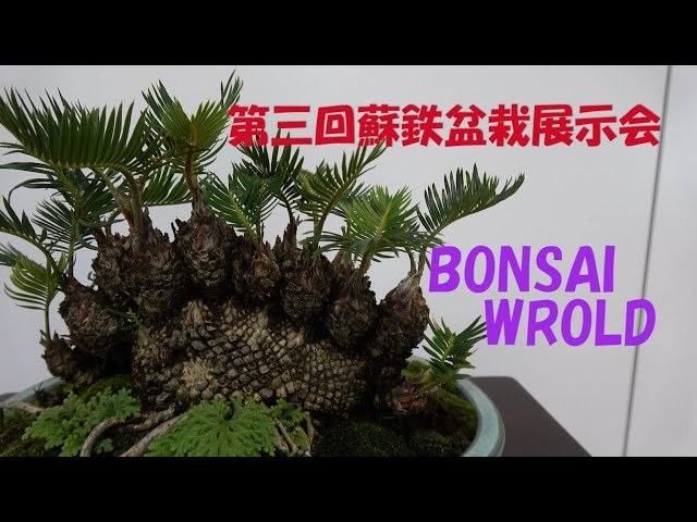 第三回蘇鉄盆栽展示会 BONSAI WROLD [165] - YouTube