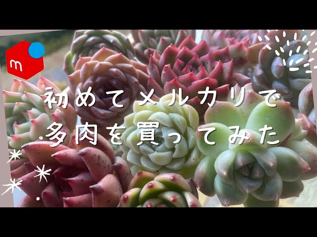 多肉植物】我慢できずにメルカリ多肉をポチったら予想以上の苗が届いた