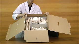 骨格分離モデル（全身） | 日本スリービー・サイエンティフィック