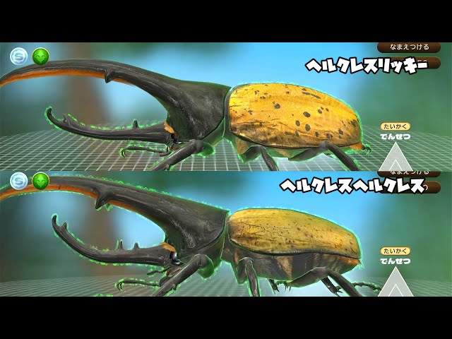 カブトクワガタ - 原種のヘルクレスオオカブト登場! ヘルクレス